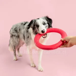 Aro de goma para perros