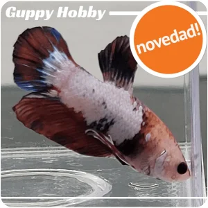 Betta Plakat Macho XL 101