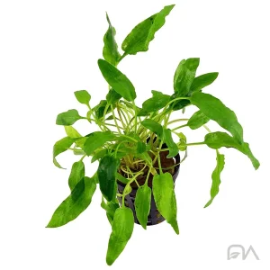 Cryptocoryne Walkeri
