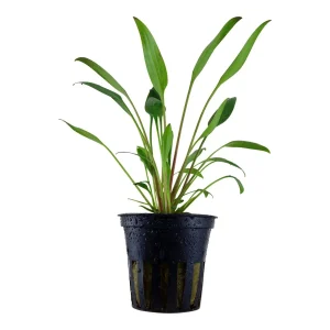 Cryptocoryne Willisii