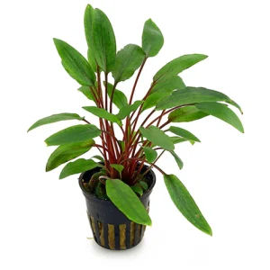 Cryptocoryne beckettii