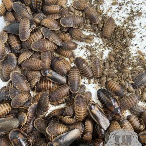 Cucarachas dubia – Blaptica dubia