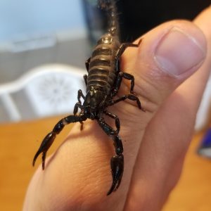 Escorpion Asiatico – Heterometrus spinifer – Juvenil