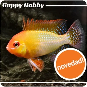 Papiliochromis Ramirezi Gold