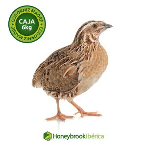 Codorniz Madre o Ponedora