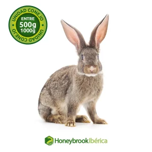 Conejo Adulto