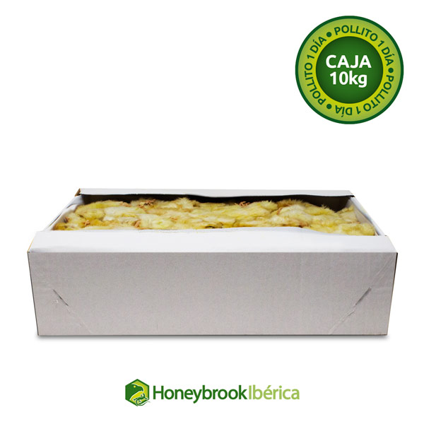 Pollito de 1 día - Imagen 4