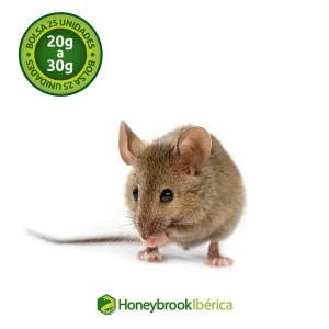 Ratón Adulto