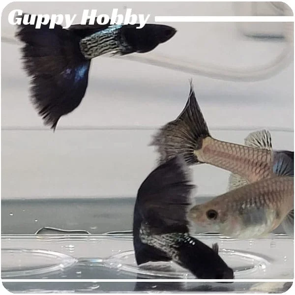 Moscow Blue Filigran - Imagen 3