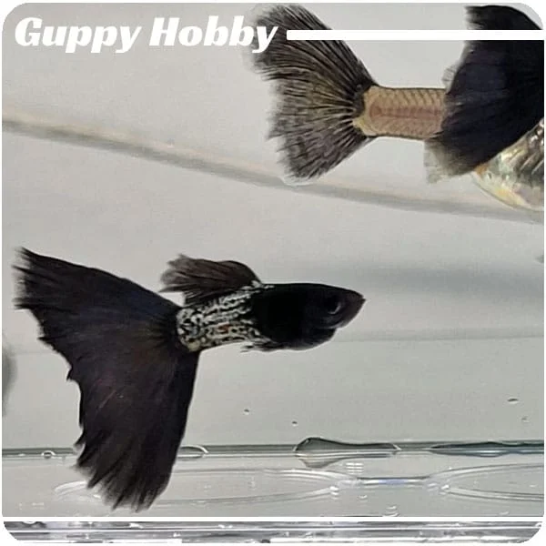 Moscow Blue Filigran - Imagen 4