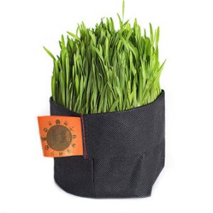 Pasto o Hierba de Trigo