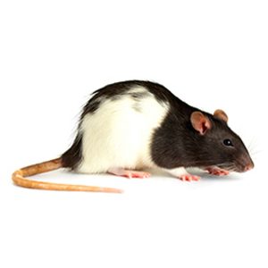 Rata adulta congelada 280-299g empacado al vacío *consultar envío y empaque