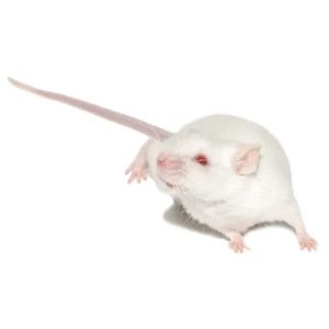 Raton Jumper 5-9g congelado empacado al vacío *consultar envío y empaque (CONSULTAR)