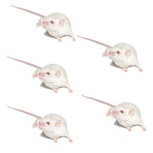 x5 pack raton Jumbo 21-30g congelado empacado al vacío *consultar envío y empaque (AGOTADO)