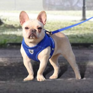 Arnés Pechera Réflective Crown