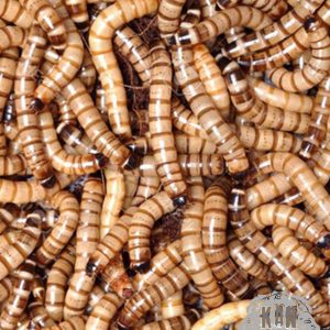 Kingworm – Zophoba morio